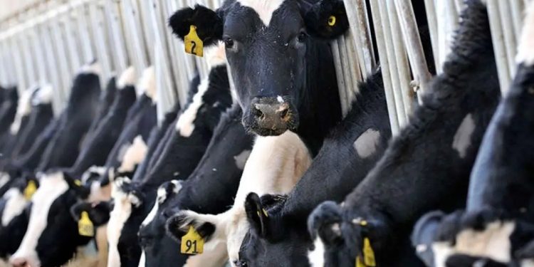 USK çiğ süt alım fiyatını artırmadı ancak süt ürünlerine elektrik zammı geldi