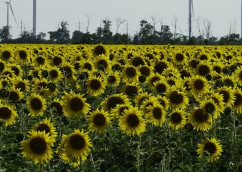 Ukraynalı çiftçiler tahıl yerine ayçiçeği ekiyor
