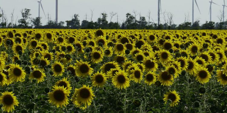 Ukraynalı çiftçiler tahıl yerine ayçiçeği ekiyor