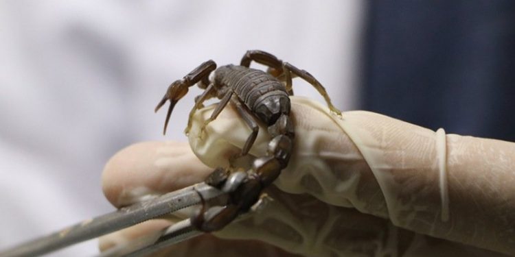 Urfa'da akrep çiftliği: Zehrin litresi 10 milyon dolar