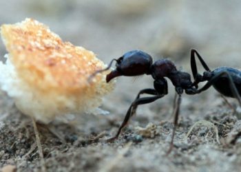 Yeni araştırma: Bilim insanları dünyadaki toplam karınca sayısını hesapladı