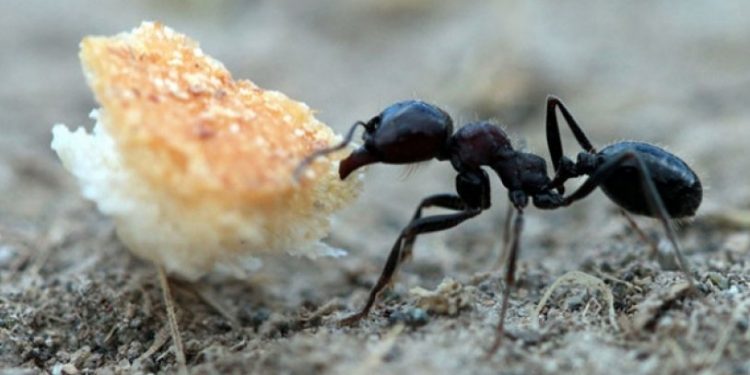 Yeni araştırma: Bilim insanları dünyadaki toplam karınca sayısını hesapladı