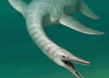 'Yılan vücutlu timsah suratlı deniz canavarı' keşfedildi