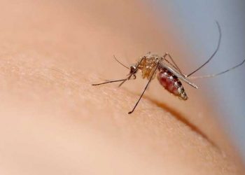 Yunanistan’da Batı Nil Virüsü vakaları artıyor