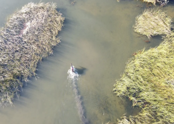 ‘Artro Ahmet’, jokeyi üstünden atıp sazlıkta keyif yaptı