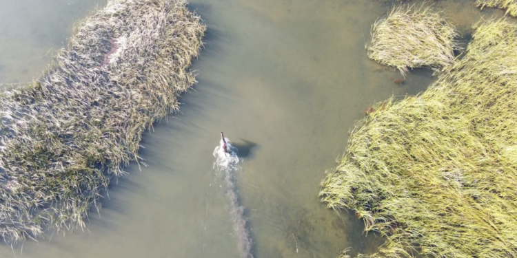 ‘Artro Ahmet’, jokeyi üstünden atıp sazlıkta keyif yaptı