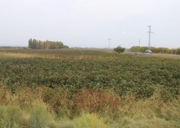 23 yıl sonra pamuk ekti, pişman oldu!