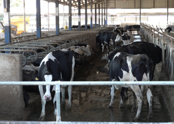 Süt Üreticileri Zararda