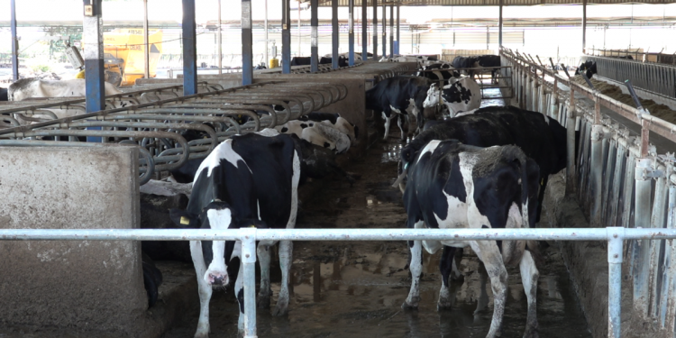 Süt Üreticileri Zararda