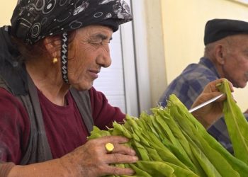 Tütün Hasadı Beklentiyi Karşılamadı: Çiftçi Zor Durumda
