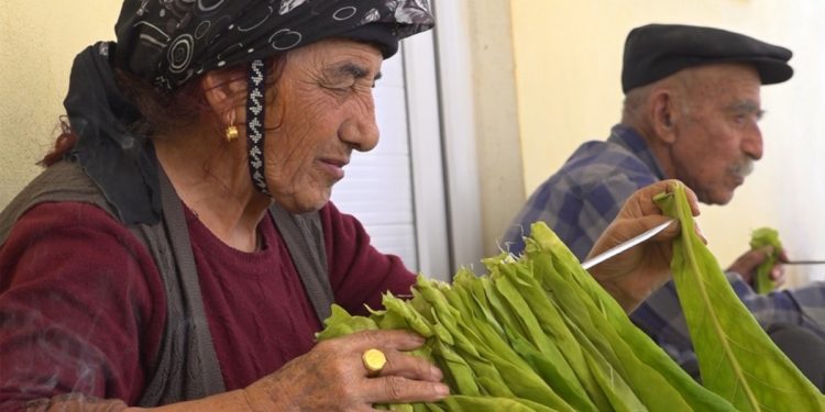 Tütün Hasadı Beklentiyi Karşılamadı: Çiftçi Zor Durumda