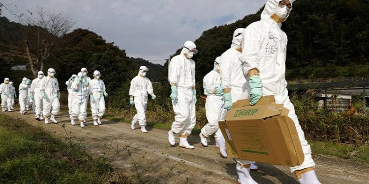 ABD'de kuş gribi vakalarının sayısı 2015'ten sonra en yüksek seviyeye ulaştı