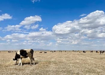 Akşehir Gölü’nde artık hayvanlar otluyor