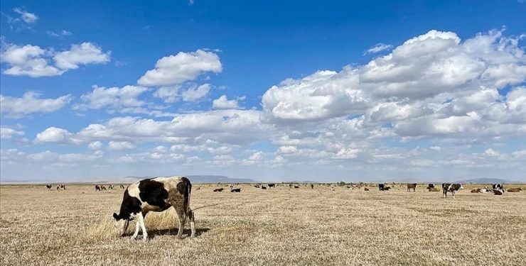 Akşehir Gölü’nde artık hayvanlar otluyor