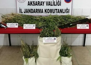 Arazisinde kenevir bulunan AKP’li belediye meclis üyesi gözaltına alındı