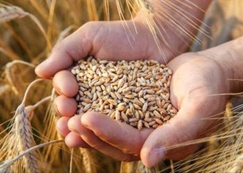 Buğday fiyatları, Rusya'nın Karadeniz anlaşmasını askıya almasıyla yükselişe geçti