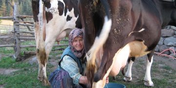 Çiğ süte yüzde 25 zam geliyor; peynir, yoğurt ve tereyağı fiyatları katlanacak
