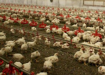 Fransa'da kuş gribi alarmı: 5 bin beldedeki bütün kümes hayvanları karantinaya alındı