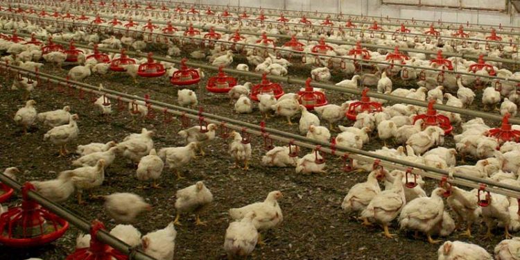 Fransa'da kuş gribi alarmı: 5 bin beldedeki bütün kümes hayvanları karantinaya alındı