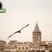Galata Kulesi’nde martılaşmak