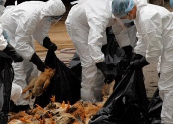 İspanya'da ilk: Çiftlik çalışanında kuş gribi tespit edildi