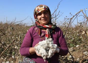 Pamuk elde kaldı