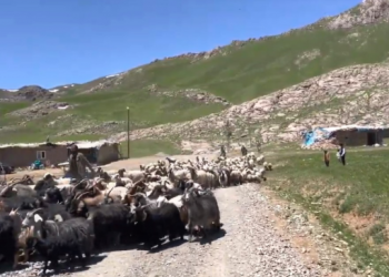 Koçerlerin dört bir yanı kameralarla çevrildi!