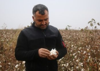 Pamuk eken çiftçiler dertli: Zarardayız