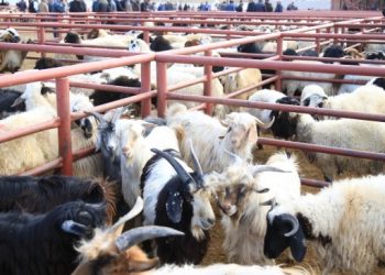 Tarla var ekim yok, hayvan var satış yok!