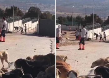 Bakanlıktan Erdoğan'ın örnek gösterdiği hayvan bakımevinde yaşanan vahşetle ilgili açıklama