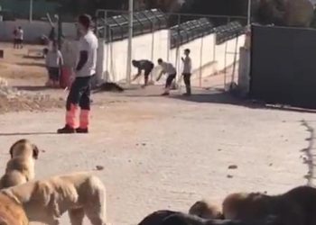 Barınakta vahşet: Görevli, köpeği kürekle öldürdü