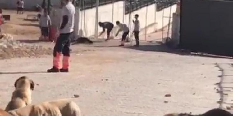 Barınakta vahşet: Görevli, köpeği kürekle öldürdü
