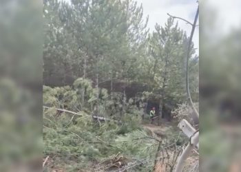 Belediye önce inkar etti, sonra ‘kısmen’ kabul etti: Hacettepe’te ağaç kesimi