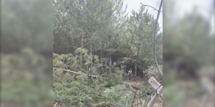 Belediye önce inkar etti, sonra ‘kısmen’ kabul etti: Hacettepe’te ağaç kesimi