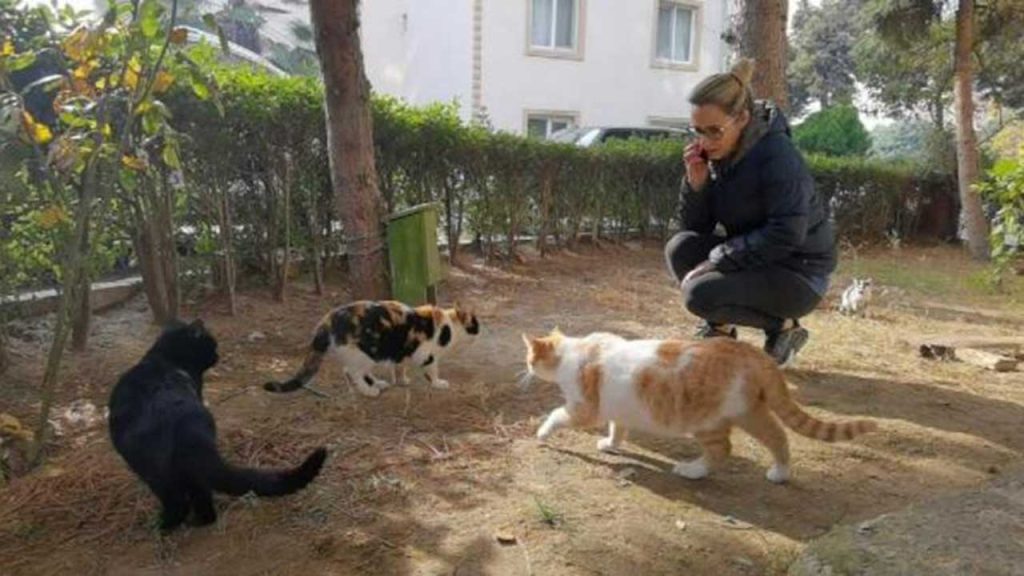 Beş ayda baktığı dört kedi öldürüldü: 'Sitede katil var'