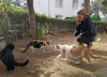 Beş ayda baktığı dört kedi öldürüldü: 'Sitede katil var'