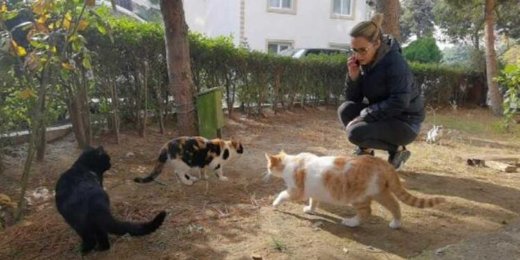 Beş ayda baktığı dört kedi öldürüldü: 'Sitede katil var'