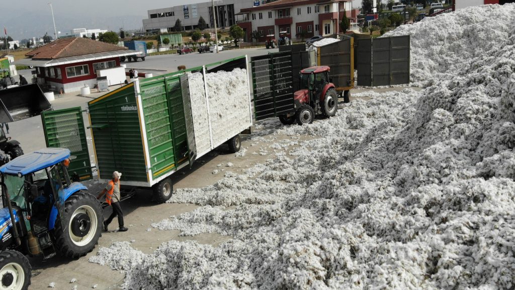 Çiftçi zarar etti, pamuklar rafa kaldırıldı!