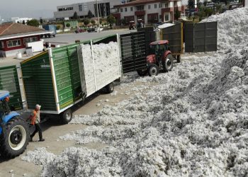 Çiftçi zarar etti, pamuklar rafa kaldırıldı!