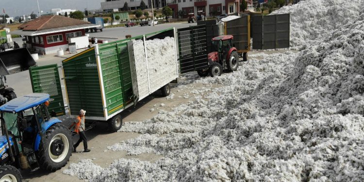 Çiftçi zarar etti, pamuklar rafa kaldırıldı!