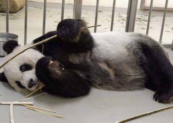 Çin'in Tayvan'a hediyesi olan panda Tuan Tuan, sağlık sorunları nedeniyle iğneyle uyutuldu
