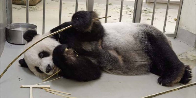 Çin'in Tayvan'a hediyesi olan panda Tuan Tuan, sağlık sorunları nedeniyle iğneyle uyutuldu