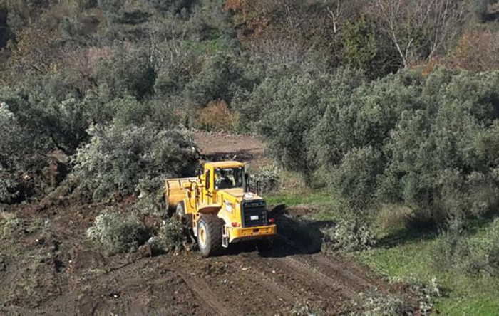 Danıştay’dan ‘zeytinlikleri’ yaşatacak karar: Yönetmelik, telafisi imkansız zararlar doğurur