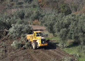Danıştay’dan ‘zeytinlikleri’ yaşatacak karar: Yönetmelik, telafisi imkansız zararlar doğurur