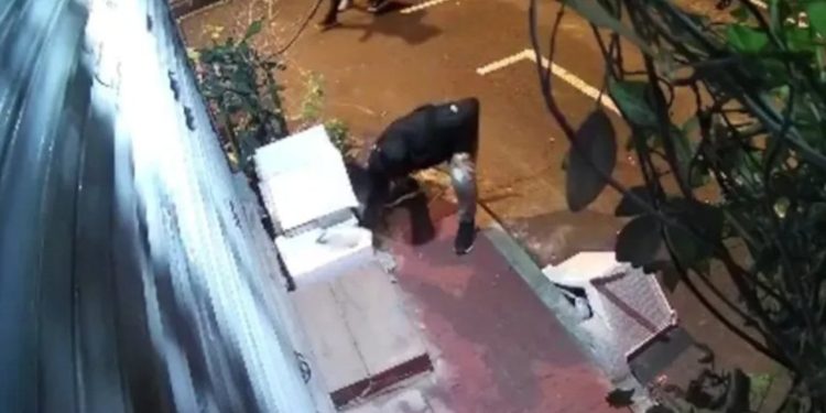 Fatih'te hayvana şiddet: İçinde kedi olan yuvayı parçaladı