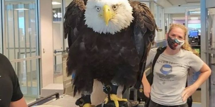 Havaalanında dev kel kartal paniği