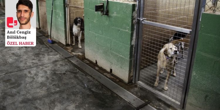 Hayvan Hakları Kurumları: Şiddet caydırıcı şekilde cezalandırılmalı