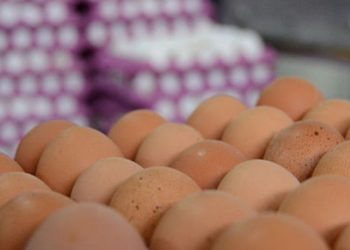 İngiltere’de süpermarketlerde yumurta satışına 3 kutu sınırlaması