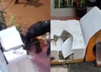 İstanbul'da başıboş insan vahşeti: Uyurken yuvasına saldırılan kedi kayboldu!