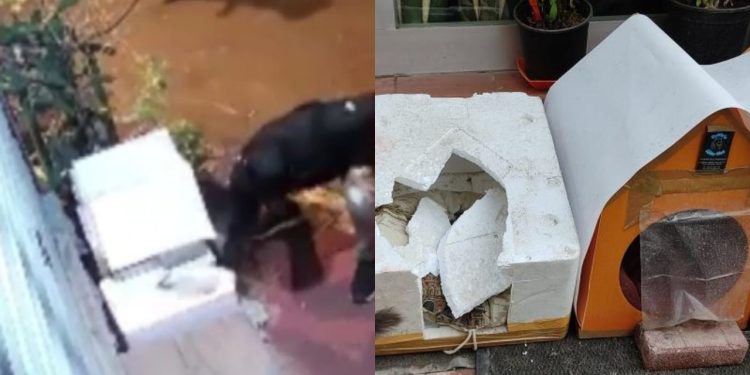 İstanbul'da başıboş insan vahşeti: Uyurken yuvasına saldırılan kedi kayboldu!